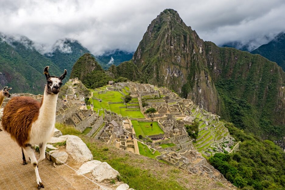 peru, machu picchu, lama-